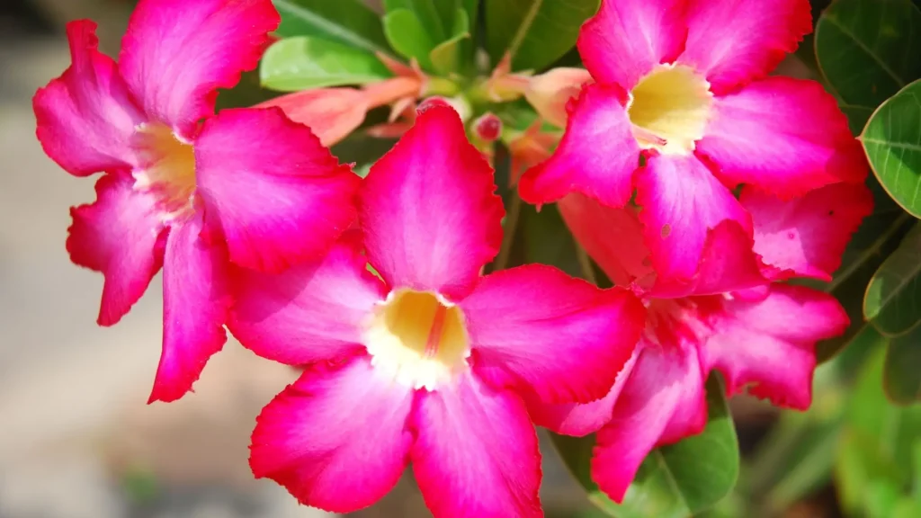 Cores da rosa do deserto rosa com flores vibrantes em tons de pink e centro claro