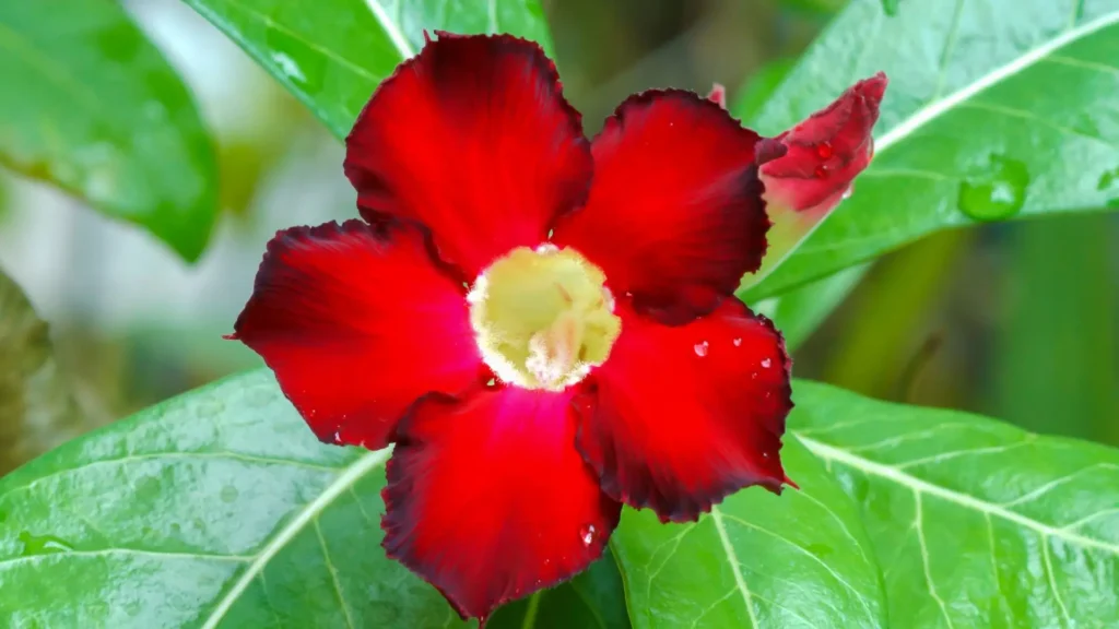 Cores da rosa do deserto vermelha com pétalas intensas e centro claro em destaque