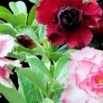 Cores de rosa do deserto em diferentes tonalidades, com flores vermelhas, rosas e mescladas, mostrando a diversidade que encanta colecionadores e cultivadores.