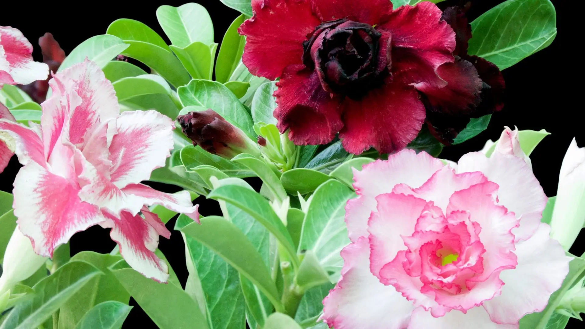 Cores de rosa do deserto em diferentes tonalidades, com flores vermelhas, rosas e mescladas, mostrando a diversidade que encanta colecionadores e cultivadores.