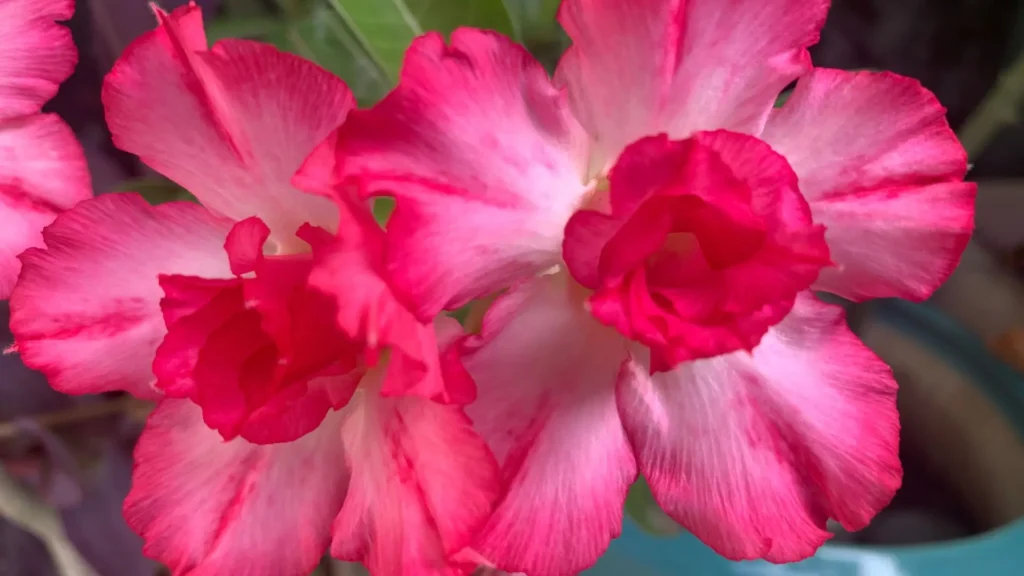 Cores de rosa do deserto em tons de rosa e branco, mostrando variações naturais que encantam colecionadores.