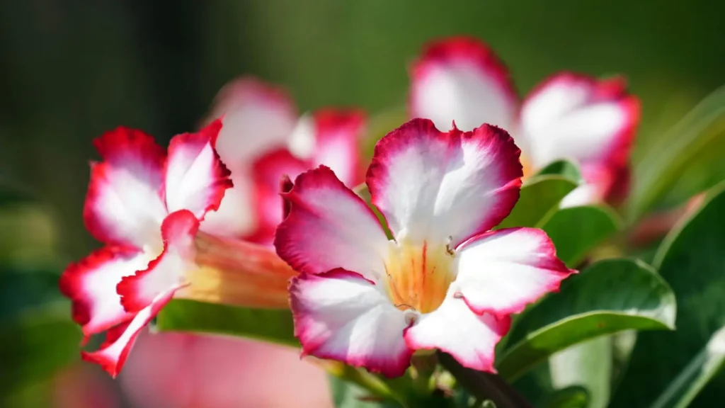 Cores de rosa do deserto em flores bicolores branco e rosa, mostrando a diversidade de cores da rosa do deserto.