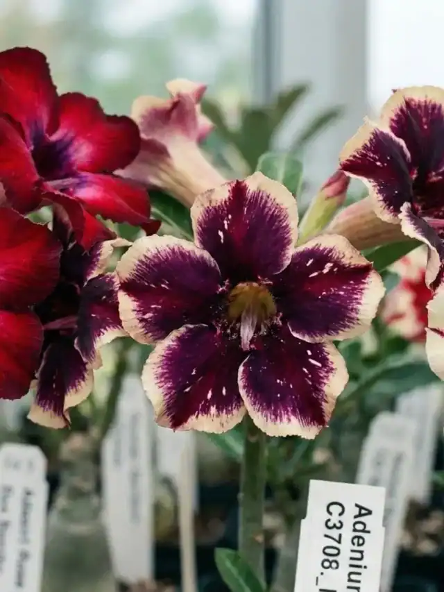 Cores da rosa do deserto com flores de tonalidades raras e mescladas em diferentes variações