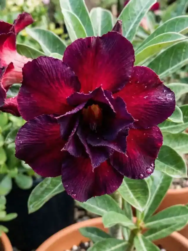 Rosa do deserto com flor em tom vinho profundo e bordô escuro cultivada em vaso, exemplificando variedades consideradas raras pela intensidade e profundidade da cor