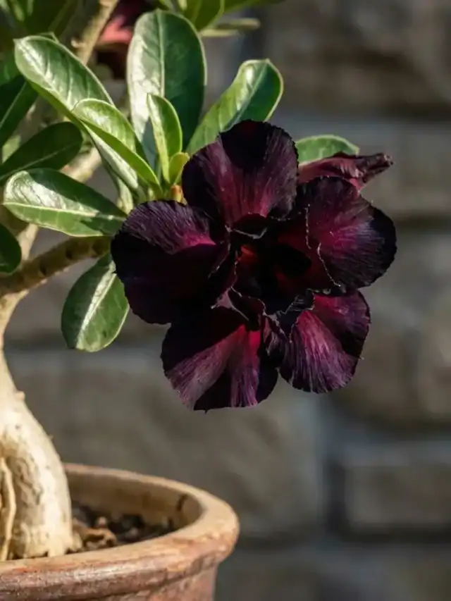 Rosa do deserto com flor em tom muito escuro que parece preta, destacando o caudex e a floração intensa