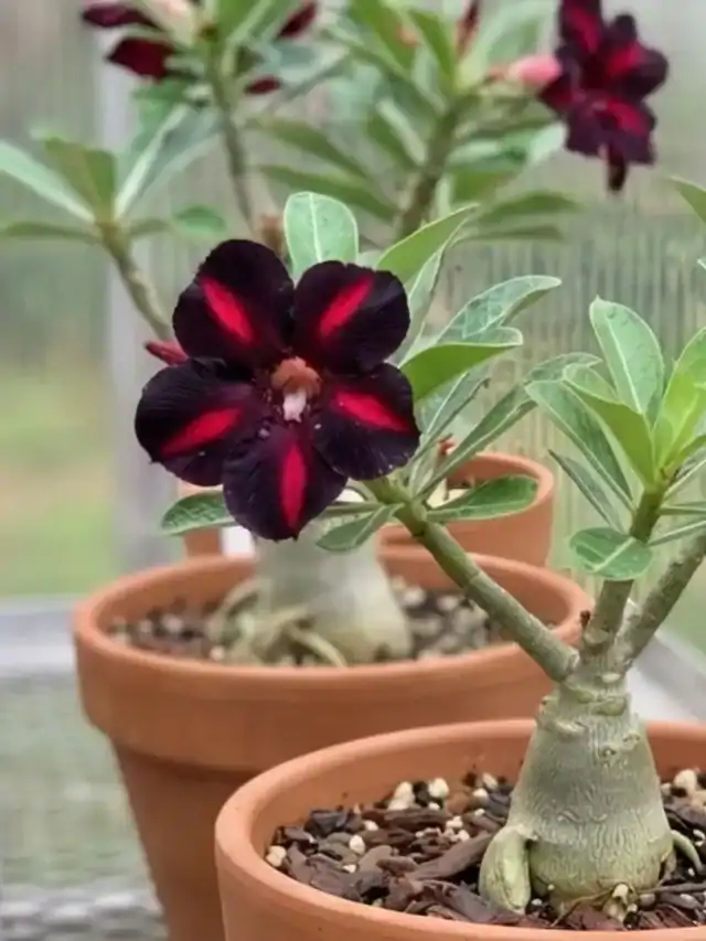 Rosa do deserto viúva negra cultivada em vaso, mostrando a planta inteira com caudex visível e flores escuras com listras vermelhas