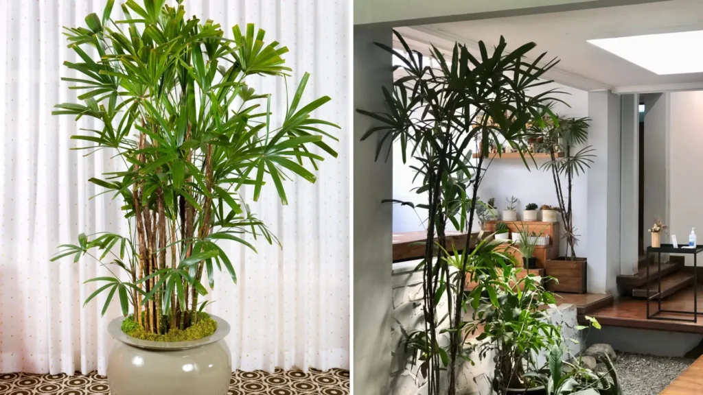 Duas palmeiras ráfia em vasos grandes, mostrando detalhes das folhas e dos caules — ideal para ilustrar palmeira ráfia e como cuidar evitando erros comuns.