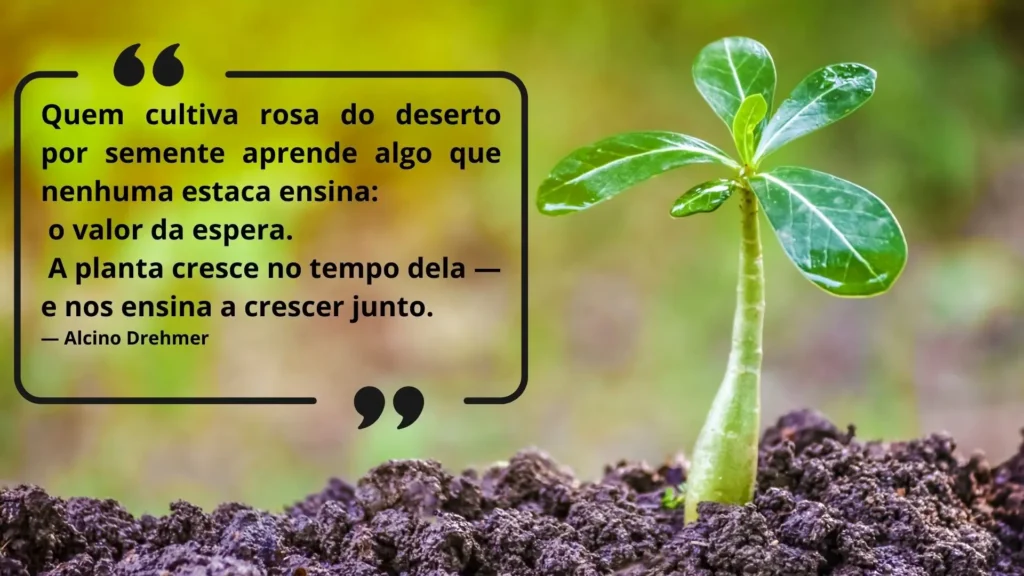 Muda jovem de rosa do deserto surgindo do solo, representando que fazer muda de rosa do deserto exige paciência e respeito ao tempo natural da planta.