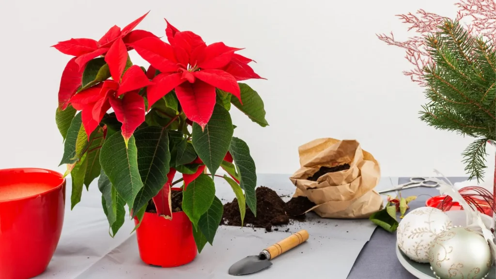 Flor de Natal como cuidar com adubação correta, mostrando uma poinsettia em vaso vermelho ao lado de materiais de jardinagem e substrato fresco.