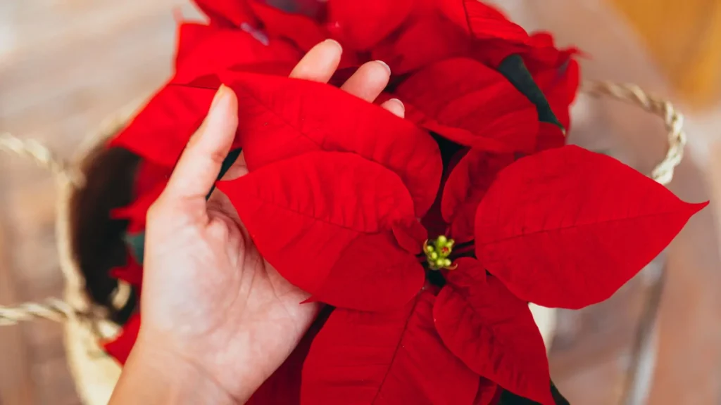 Mão tocando as folhas vermelhas da Flor de Natal como cuidar destacando a textura saudável da planta.