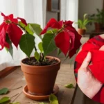 Flor de Natal, como cuidar mostrando uma poinsettia debilitada com folhas caindo próximo à janela.