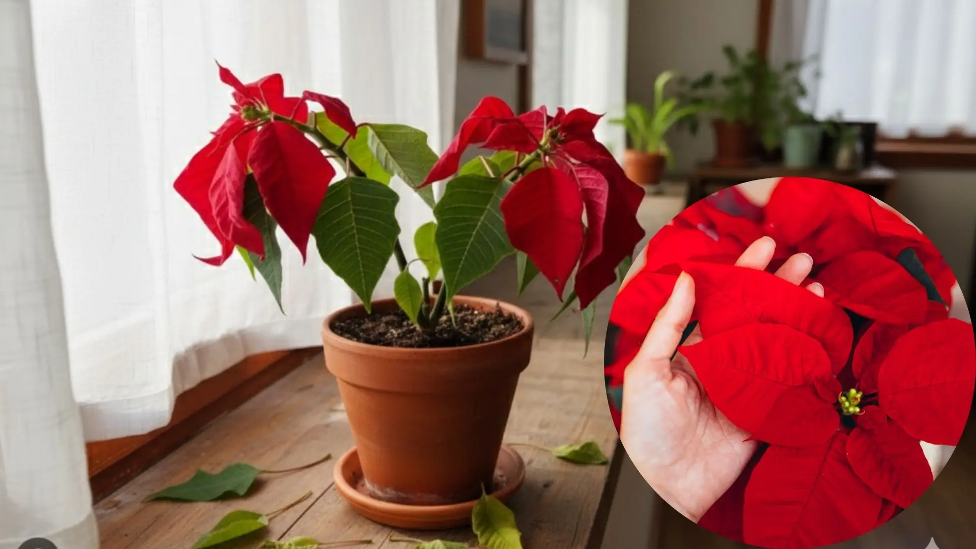Flor de Natal, como cuidar mostrando uma poinsettia debilitada com folhas caindo próximo à janela.