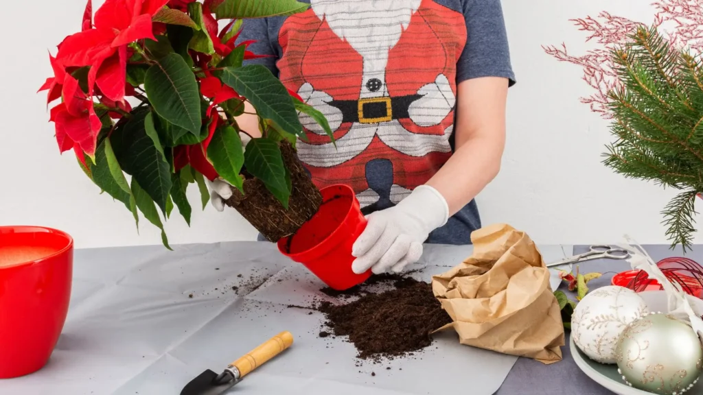 Pessoa replantando uma Flor de Natal como cuidar em um vaso novo, segurando o torrão e ajustando o substrato sobre a mesa.
