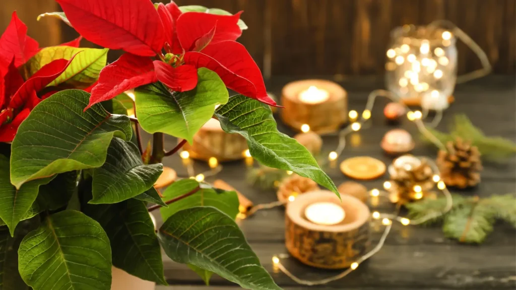 Flor de Natal como cuidar em destaque ao lado de enfeites natalinos iluminados