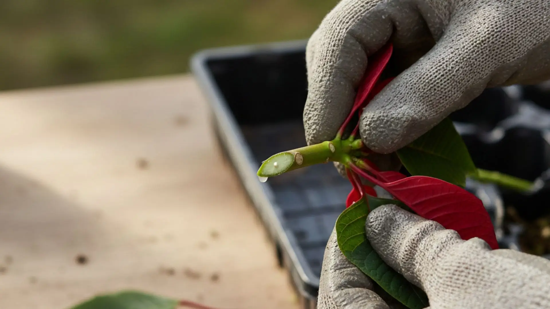 Mão com luva segurando estaca fresca da Flor de Natal mostrando o corte para fazer mudas.