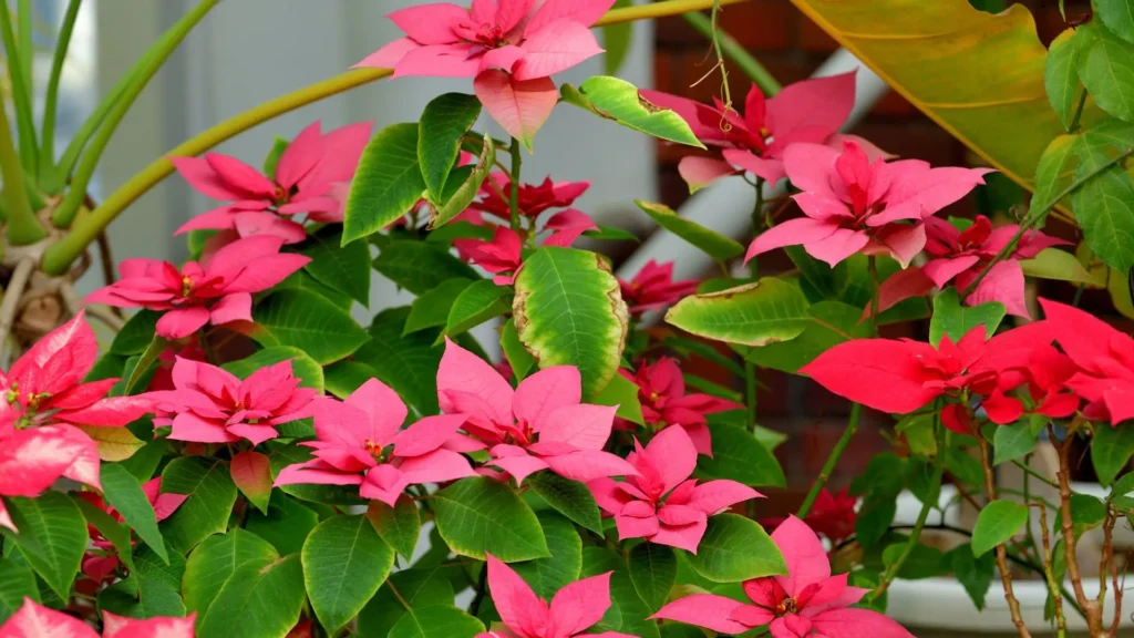 Flor de Natal rosa e vermelha em pleno desenvolvimento no jardim, representando novas mudas crescendo com vigor.
