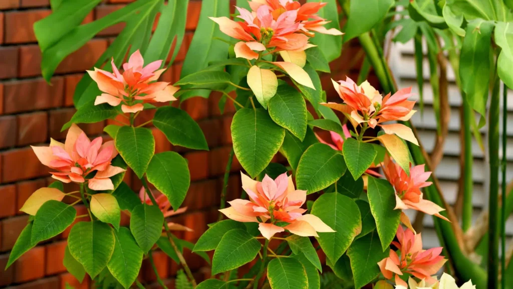 Poinsettia em tons de coral e rosa cultivada no jardim, mostrando folhas saudáveis e brotações ideais para fazer mudas.