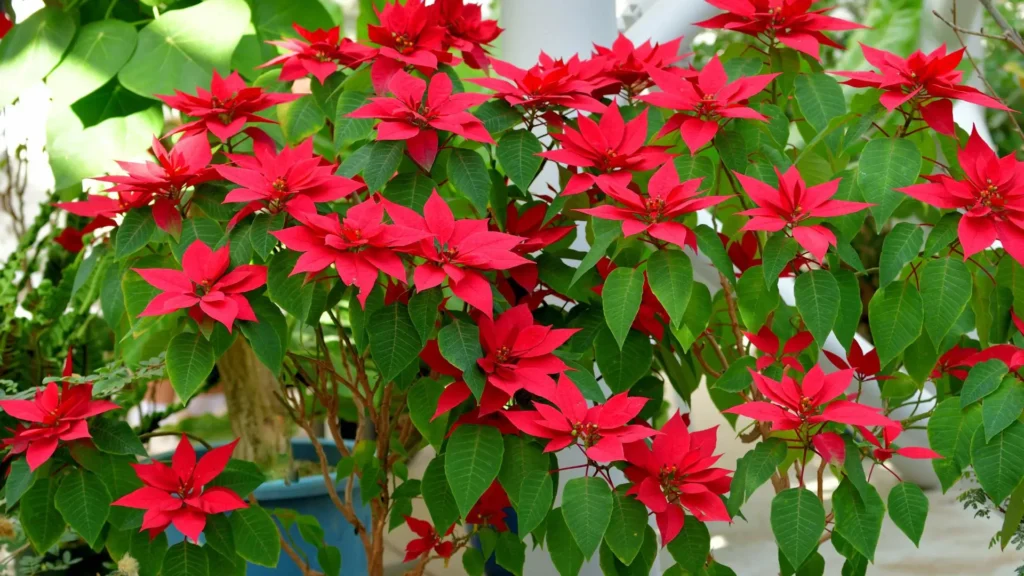 Pé de flor de Natal com muitas brácteas vermelhas e folhas verdes, mostrado em ambiente externo.