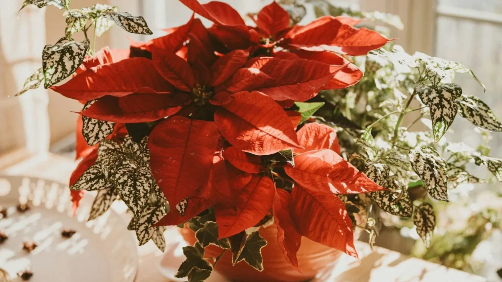 Flor de Natal vermelha em destaque em arranjo iluminado pela luz natural