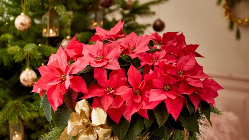 Arranjo de poinsettias vermelhas com laço dourado em frente a uma árvore de Natal decorada.