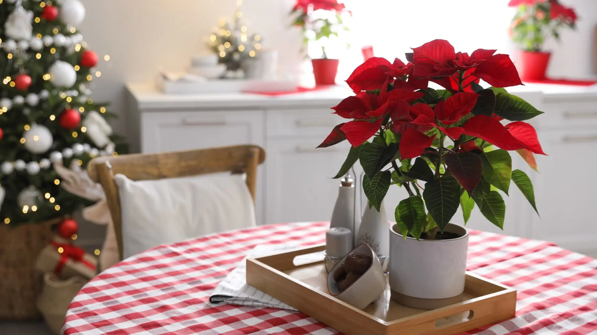 Flor de Natal vermelha em vaso sobre a mesa na cozinha decorada para o Natal.