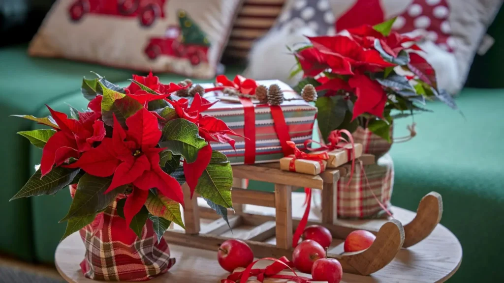 Flor de Natal vermelha usada na decoração natalina