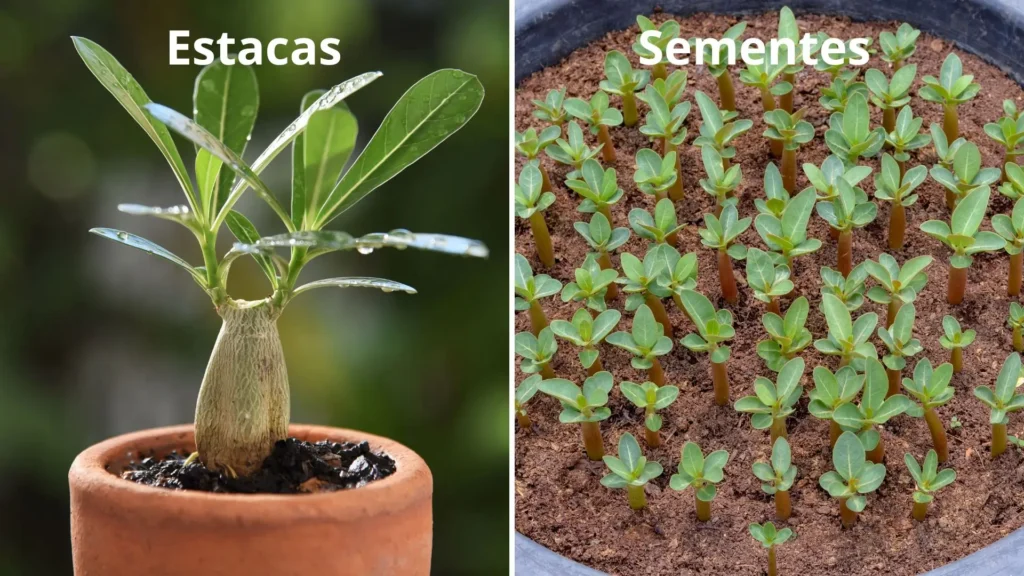 formas-de-fazer-muda-de-rosa-do-deserto-estacas-e-sementes