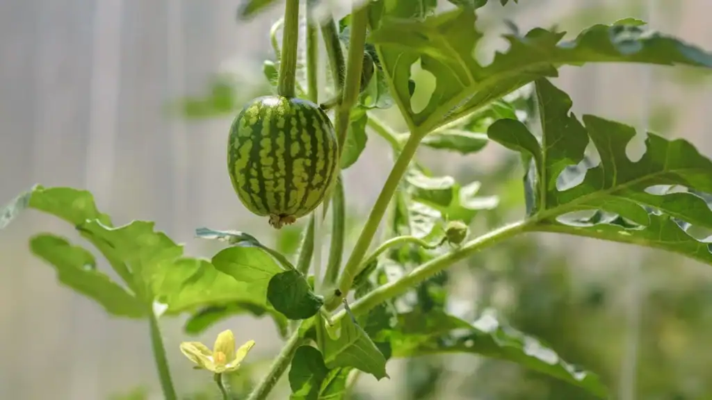 Fruto jovem da melancia Pingo Doce crescendo na planta, mostrando o início do desenvolvimento da variedade.