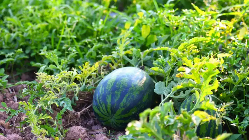 Melancia Pingo Doce crescendo entre as folhas da planta, mostrando o desenvolvimento em pouco espaço.