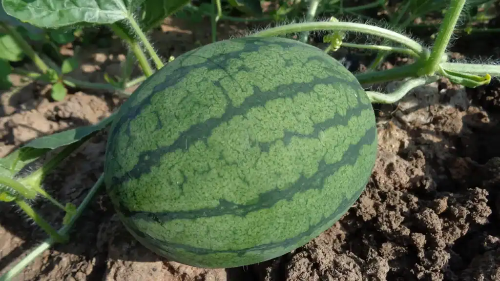 Melancia Pingo Doce madura no solo, mostrando o formato compacto e a casca verde-escura característica da variedade.