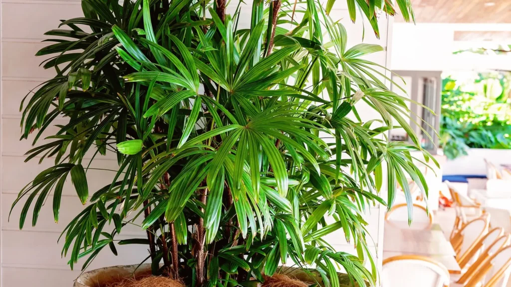 Palmeira ráfia em vaso grande usada na decoração de um ambiente iluminado, mostrando como a planta traz vida e frescor ao espaço.