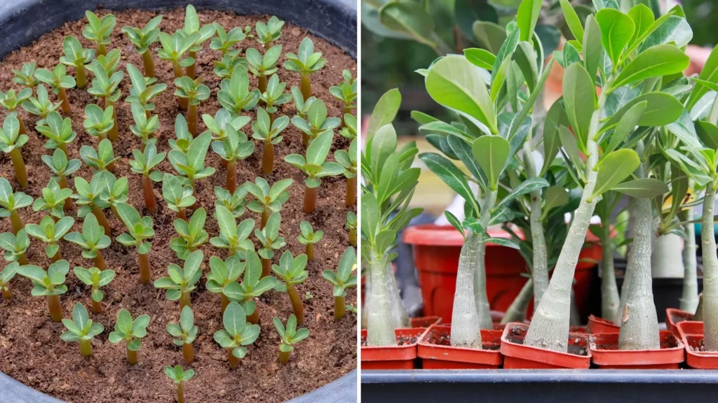 Muda de rosa do deserto por semente em diferentes estágios de crescimento, mostrando plântulas recém-germinadas e jovens adenium em vasos, ilustrando como fazer muda de rosa do deserto por semente.