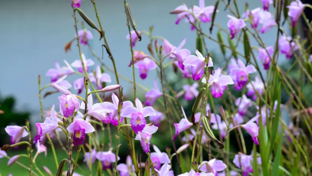 Orquídea bambu em floração abundante, resultado de cuidados corretos no cultivo e manejo do jardim