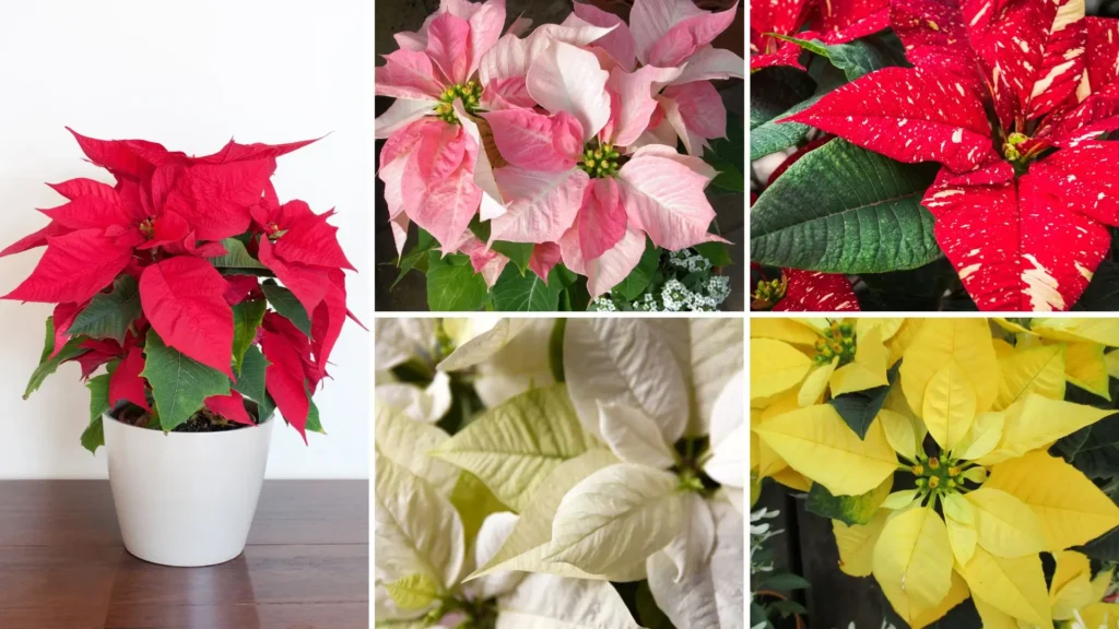 Arranjo com diferentes cores de flor de Natal incluindo vermelha, rosa, marmorizada, branca e amarela.