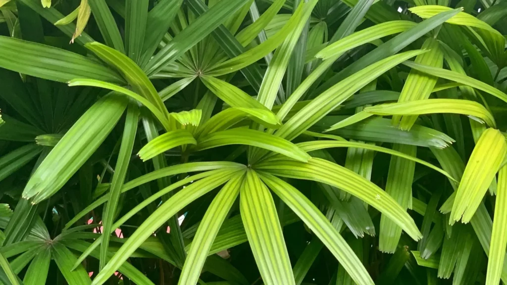 Folhagem verde de palmeira ráfia — como cuidar da planta de forma correta em ambientes internos.