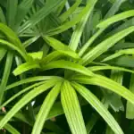 Folhagem verde de palmeira ráfia — como cuidar da planta de forma correta em ambientes internos.