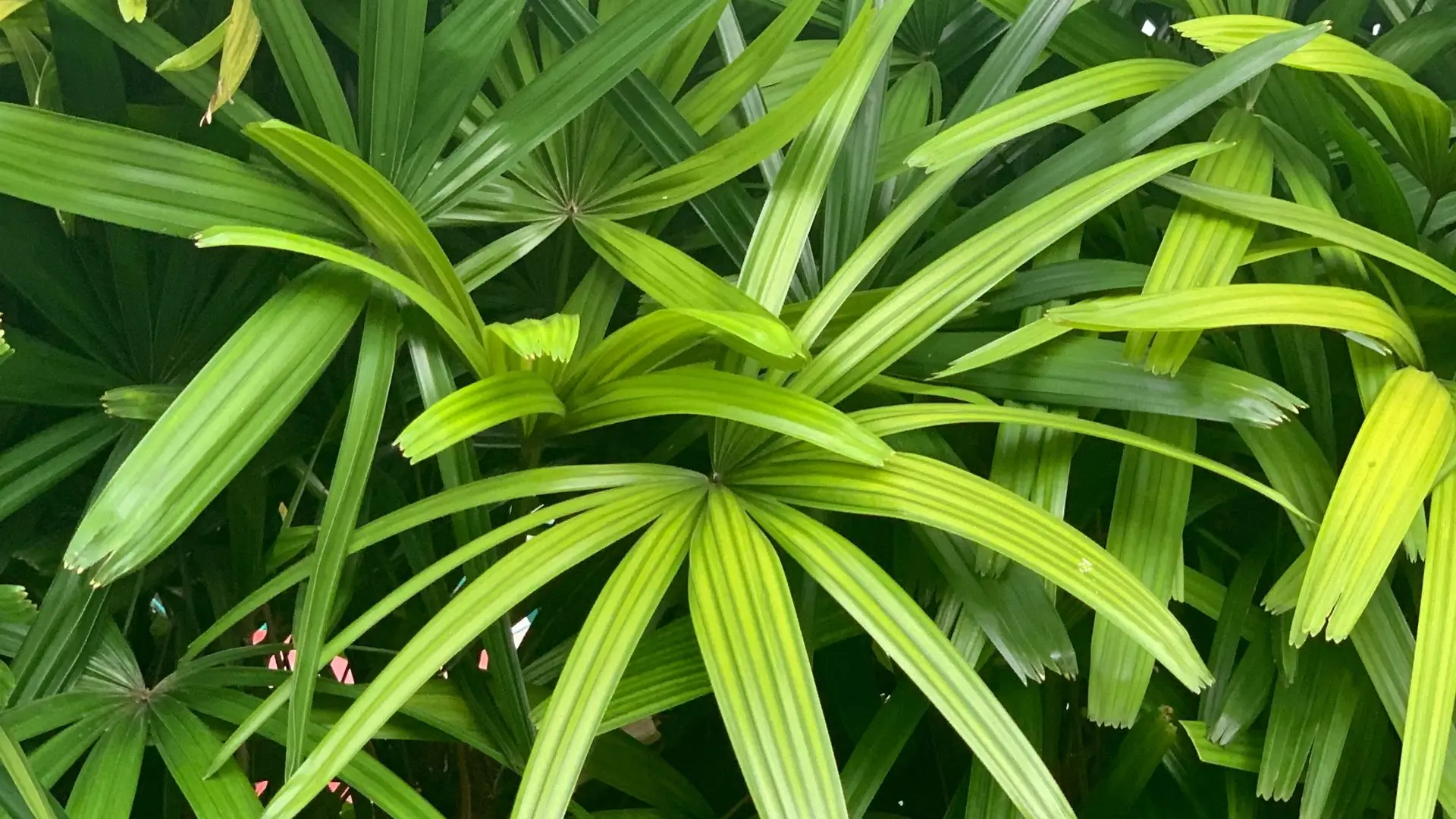 Folhagem verde de palmeira ráfia — como cuidar da planta de forma correta em ambientes internos.