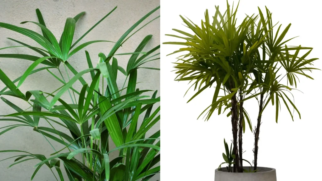 Duas palmeiras ráfia com folhagem verde, mostrando por que a palmeira ráfia — como cuidar dela — se tornou uma das plantas favoritas para interiores.