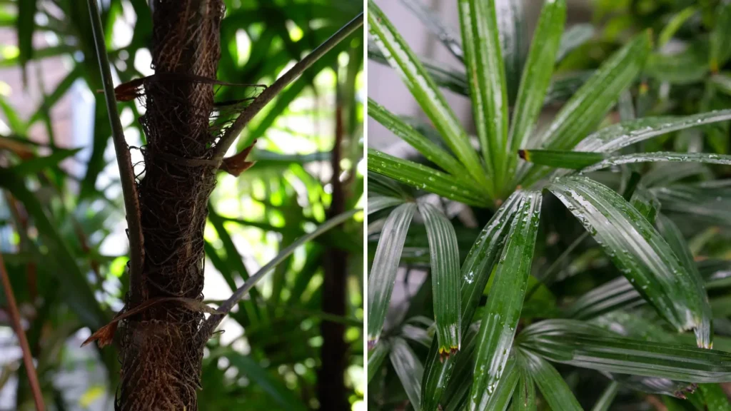 Detalhe do caule fibroso e das folhas resistentes da palmeira ráfia, mostrando por que ela é uma das plantas mais fortes para ambientes internos.