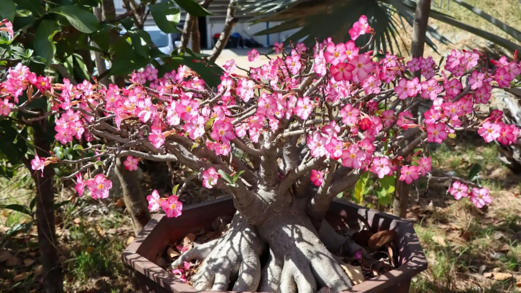 Rosa do deserto florescendo em vaso, mostrando uma planta madura com caudex visível e várias flores rosa vibrantes, como exemplo de sucesso no cultivo da planta.
