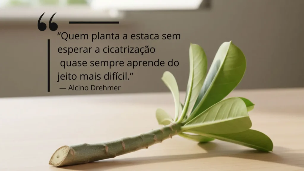 Estaca de rosa do deserto recém-cortada sendo deixada para cicatrizar antes do plantio, etapa essencial de como fazer muda de rosa do deserto por estaca.