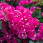 Close de flores rosa-vibrante de primavera bougainvillea totalmente abertas, exibindo brácteas intensas e miolos brancos contrastantes, representando a beleza e variedade de cores que a planta pode alcançar no jardim.