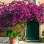 Bougainvillea rosa intensa cobrindo toda a fachada de uma casa com parede bege e porta verde escura, formando uma copa florida e volumosa acima da entrada.