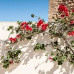 Primavera trepadeira com galhos tortos subindo pelo muro branco, mostrando o início do crescimento vertical da planta