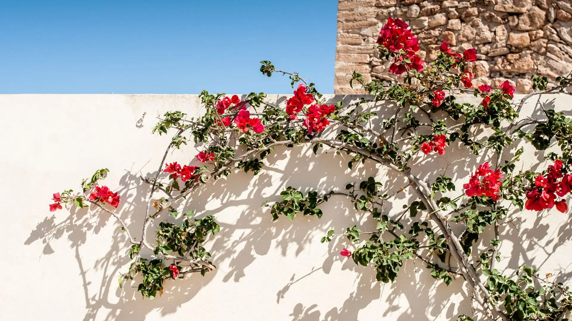 Primavera trepadeira com galhos tortos subindo pelo muro branco, mostrando o início do crescimento vertical da planta