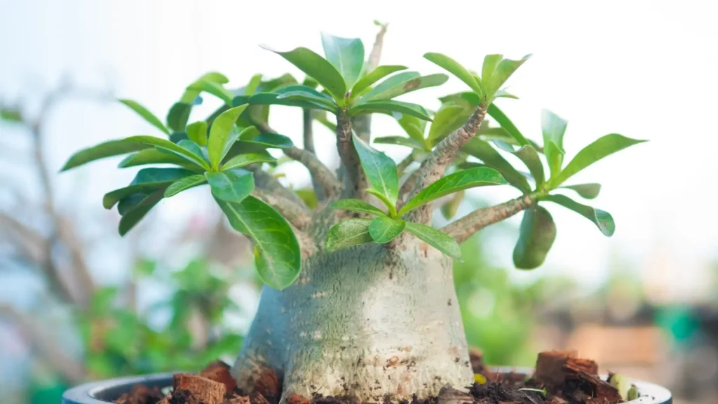 Rosa do deserto com caudex desenvolvido e galhos saudáveis, indicando o momento ideal de como fazer muda de rosa do deserto com segurança.