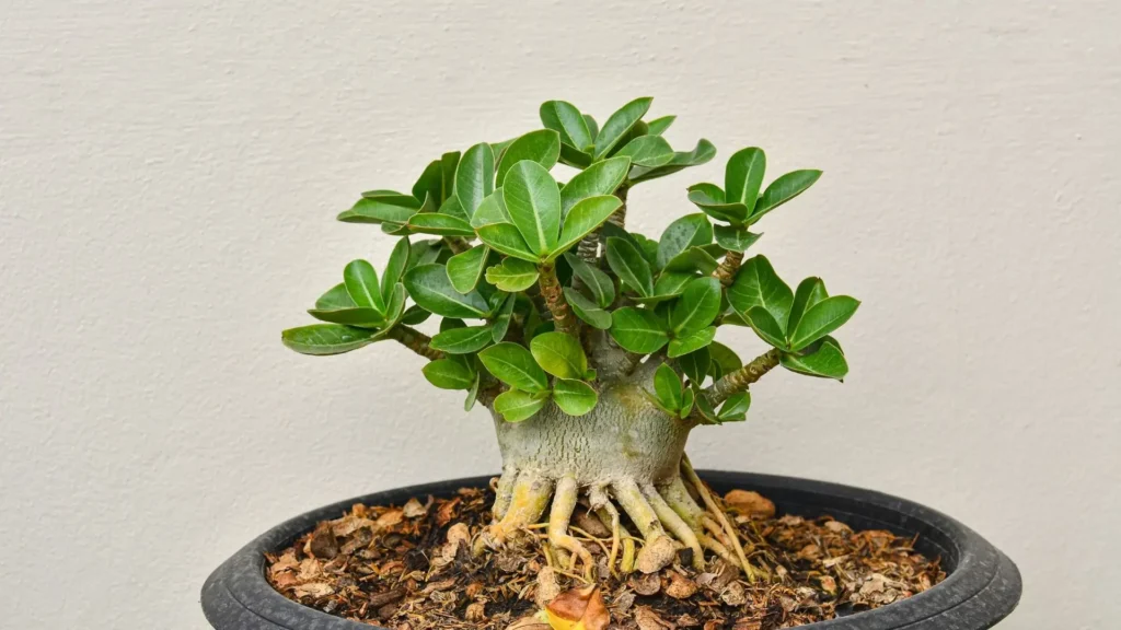 Adenium arabicum com caudex largo e raízes expostas em vaso, espécie botânica usada para explicar quantos tipos de rosa do deserto existem entre os Adenium.