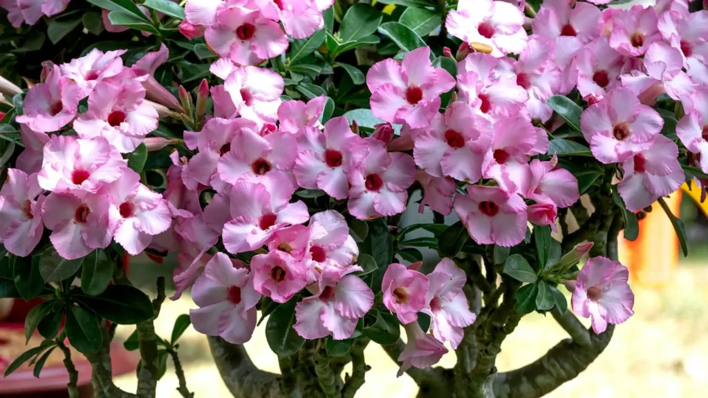 Adenium boehmianum com floração rosada abundante, destacando folhas estreitas e crescimento natural da espécie, ilustrando quantos tipos de rosa do deserto existem entre espécies menos conhecidas.
