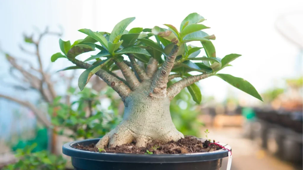 Rosa do deserto da espécie Adenium, com caudex desenvolvido e estrutura típica das principais espécies, exemplificando quantos tipos de rosa do deserto existem na classificação botânica.