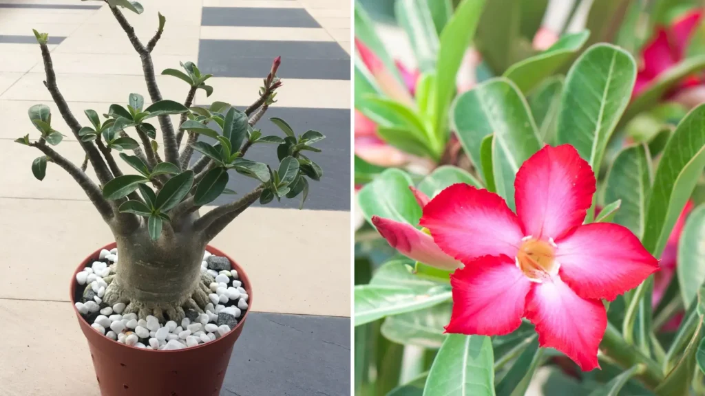 Adenium obesum cultivado em vaso, com caudex espesso e flor rosa vibrante, exemplo clássico usado para explicar quantos tipos de rosa do deserto existem entre espécies, tipos e variedades.